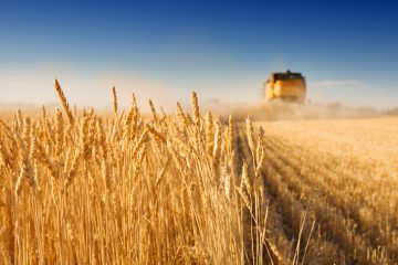 Crop Management & Agronomy